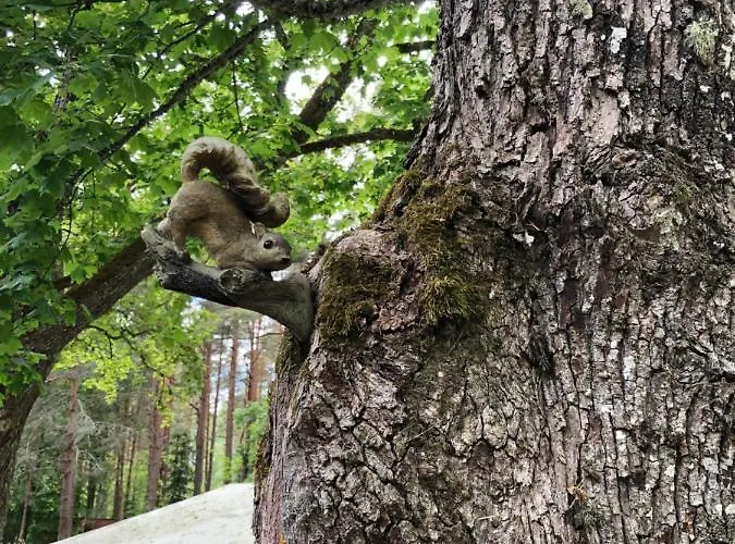 Отель Oravapesa